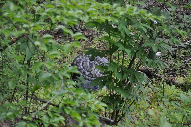 DSC_0241.JPG